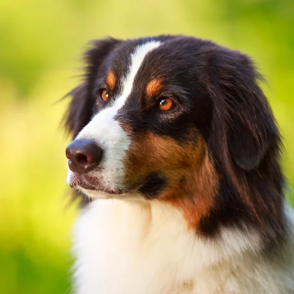 Djur hund — Stockfoto