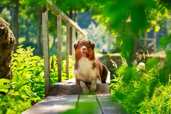 Cão animal — Fotografia de Stock