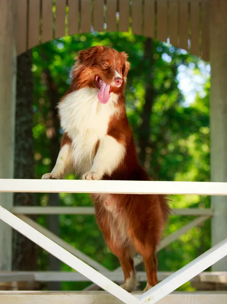 Cão animal — Fotografia de Stock