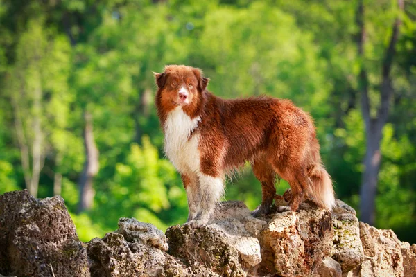 Cane animale — Foto Stock