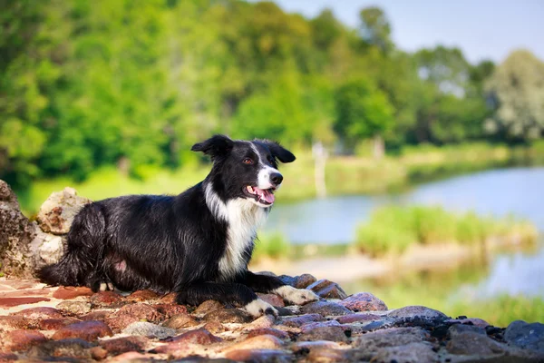 Cão animal — Fotografia de Stock