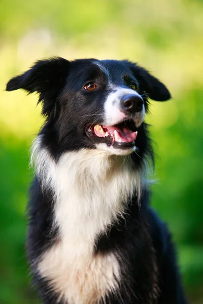 Cão animal — Fotografia de Stock