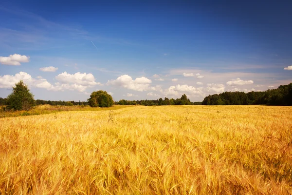 Russian landscape — Stock Photo, Image