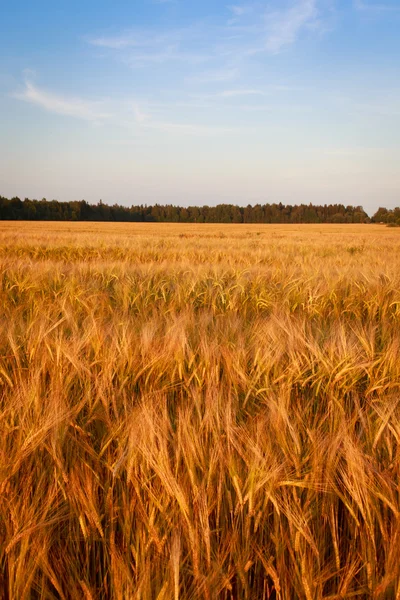 Russian landscape — Stock Photo, Image