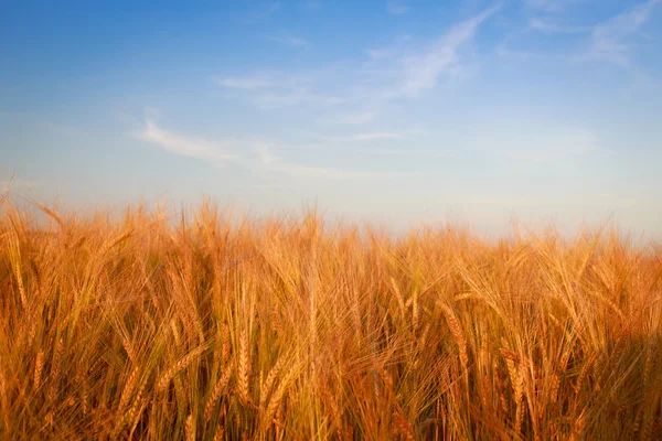 Russian landscape — Stock Photo, Image