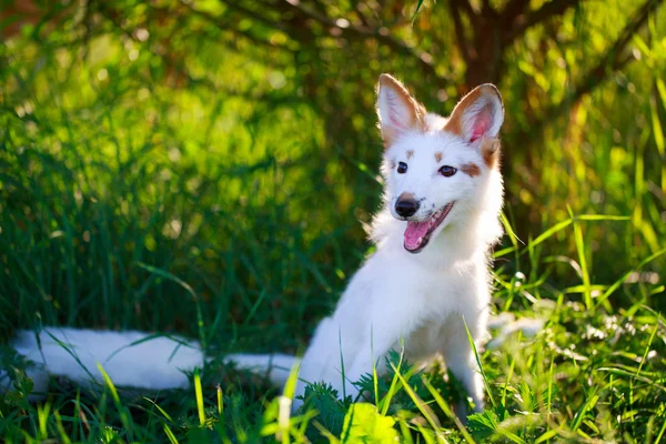 Liten räv — Stockfoto