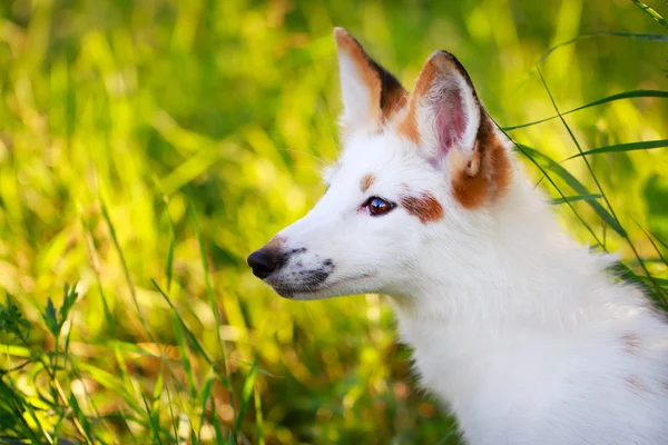 Little fox — Stock Photo, Image