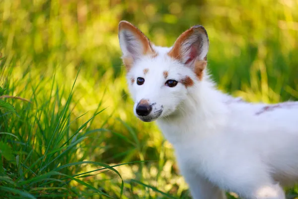 Kleiner Fuchs — Stockfoto