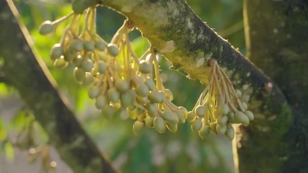 Kwiaty Owocu Duriana Zanim Zamienią Się Małe Pęcherze Pojawiają Się — Wideo stockowe