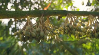 Durian meyvesinin çiçekleri durian ağacının dallarında küçük kabarcıklara dönüşmeden önce görünür..