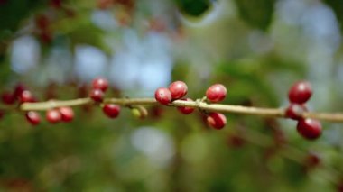 Bitkilerinin üzerinde olgunlaşan kahve çekirdekleri hasat edilmeyi bekliyor..