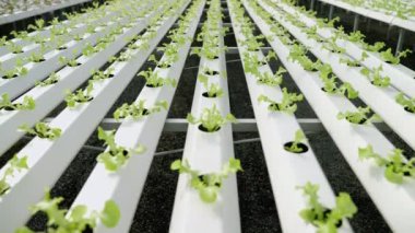 Organic vegetable plants grown hydroponically in the greenhouse. Organic food, background