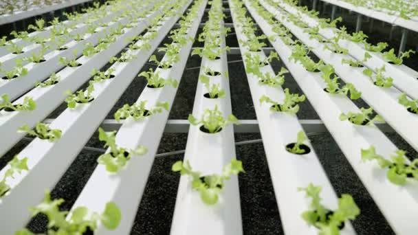 有機野菜植物は温室内で水生栽培されます 有機食品 — ストック動画