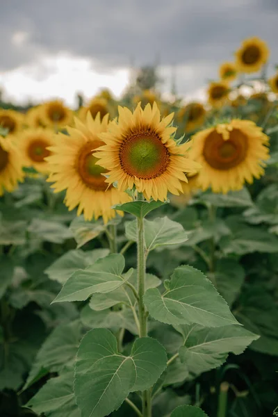 Pole Żółtych Słoneczników Nastrój Letni Relaks — Zdjęcie stockowe