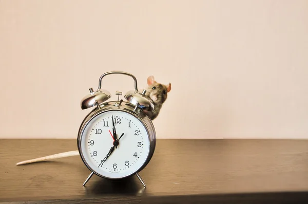 Rat with alarm-clock — Stock Photo, Image