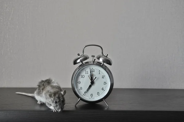 Rat with a clock — Stock Photo, Image