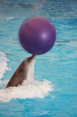 Dolphin ball ile