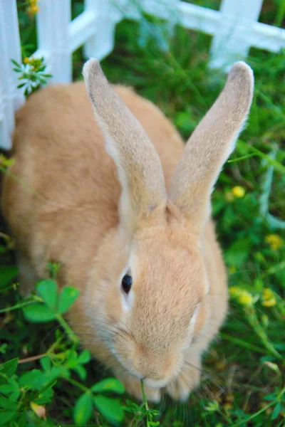 Schattig konijn in gras — Stockfoto