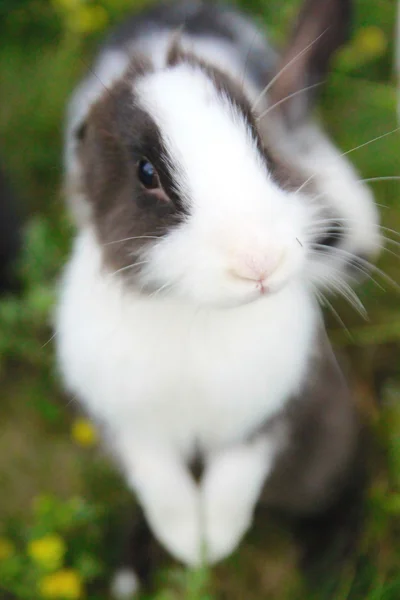 Söt kanin i gräs — Stockfoto