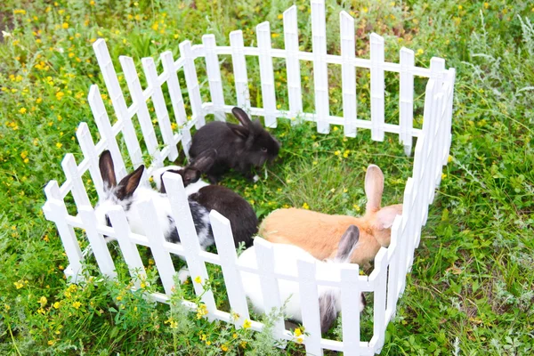 Kaninchen im Zaun — Stockfoto