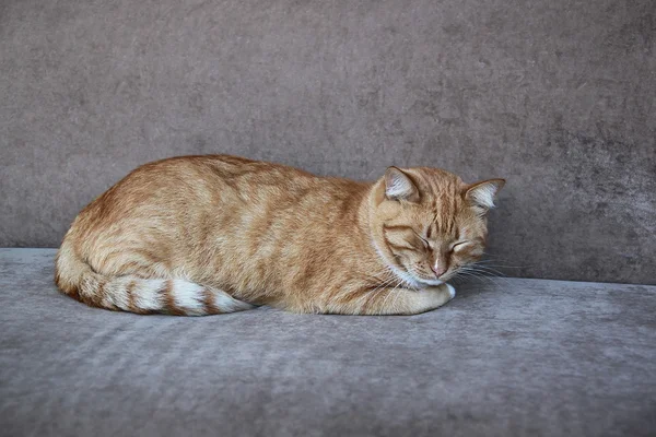 Sleeping cat — Stock Photo, Image