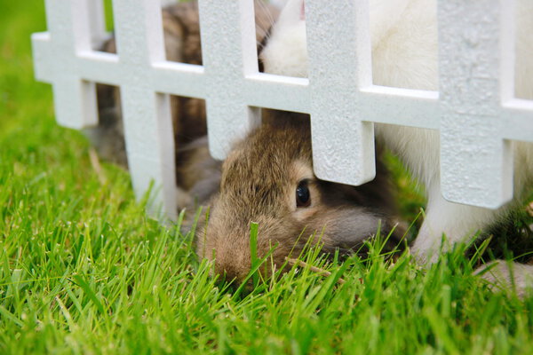 Closeup of rabbit in cage