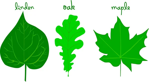 Листья липы, дуба и клена — стоковый вектор