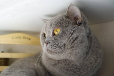 İngiliz kedi Martin 'in portresi.