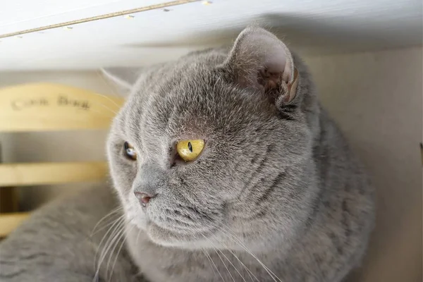 Portrait White British Cat — Stock Photo, Image