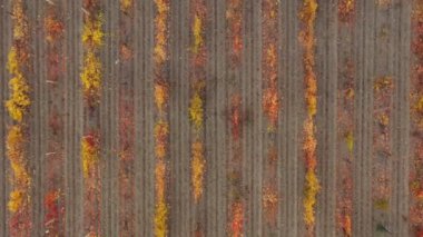 Drone shooting a colorful vineyard in autumn. Head over shot. View from above.