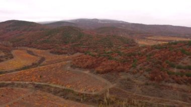Drone shooting an autumn vineyard and colorful landscape around. Drone moves up