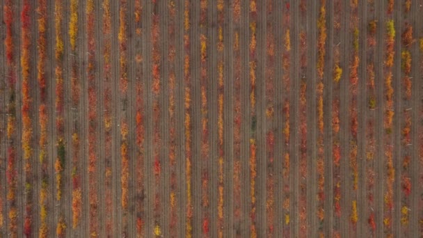 Drone shooting a colorful vineyard in autumn. Head over shot at high altitude — Vídeos de Stock