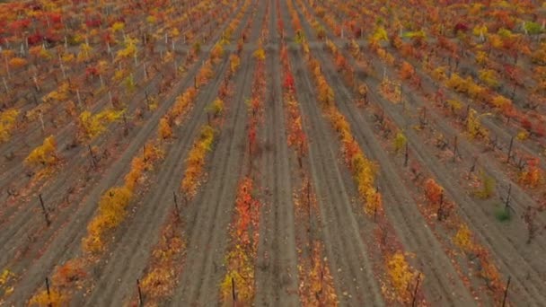 Drone strzelanie do winnicy jesienią w pobliżu winnicy. Dron porusza się powoli do przodu — Wideo stockowe