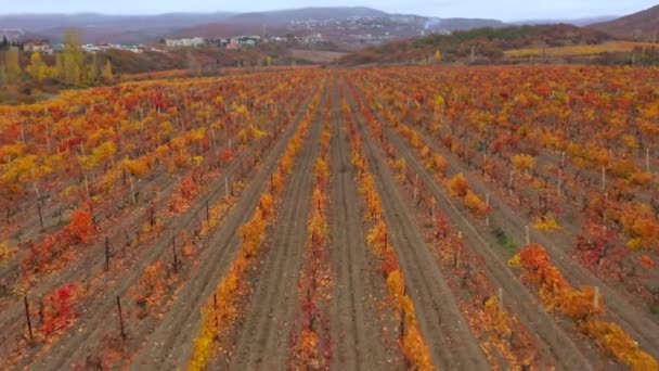 Drone atirando em uma vinha no outono na adega nas proximidades. O drone avança. — Vídeo de Stock