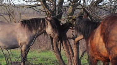 Ağacın yanında yapraksız vahşi at sürüsü ve dalda at yelesi.