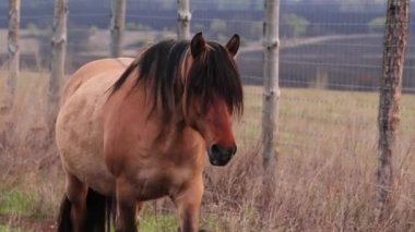 Kahverengi at, arka planda çayır olan bir milli parkta çit boyunca yürüyor.