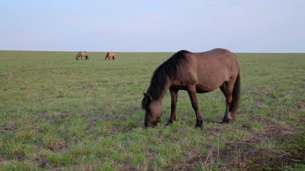 Horse nibble green grass and grazing in a meadow away from other horses — Stock Video