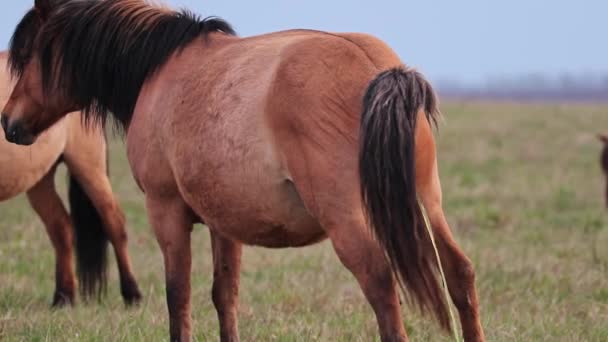 Bruna hästar betar på en våräng och ett djur kissar på gräset — Stockvideo