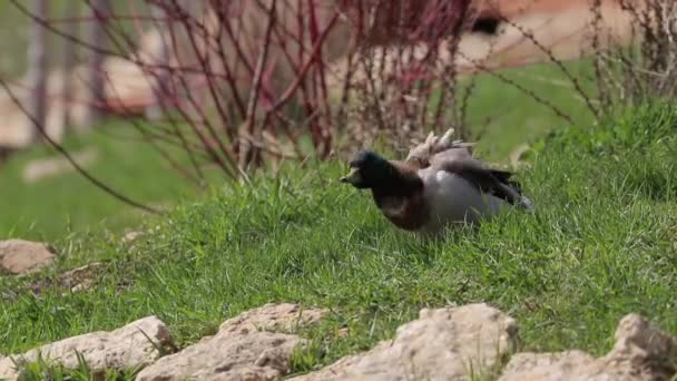 Kachna sedí na zelené trávě v blízkosti kamenů za slunečného jarního dne v národním parku — Stock video