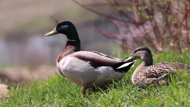 Zwei Enten sitzen auf grünem Gras und sonnen sich an einem sonnigen Frühlingstag im Nationalpark — Stockvideo