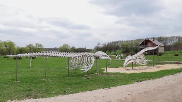 Dwa ogromne szkielety morskiego płetwala błękitnego na wystawie skansenu w parku — Wideo stockowe
