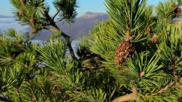 Zweig eines Nadelbaums mit Zapfen wiegt sich im Wind — Stockvideo