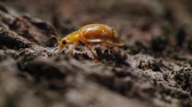Beyaz benekli sarı bir böcek ulusal bir parkta yerde sürünüyor. Makro