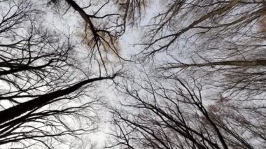 Sonbahar ormanı. Kamera ağaçların tepelerini ve gökyüzünü çekiyor.