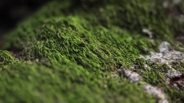 Zielony mech rośnie na starym drzewie w parku narodowym. Makro — Wideo stockowe