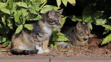İki renkli tüylü kedi çalılıklarda ve yapraklarda dinleniyor.