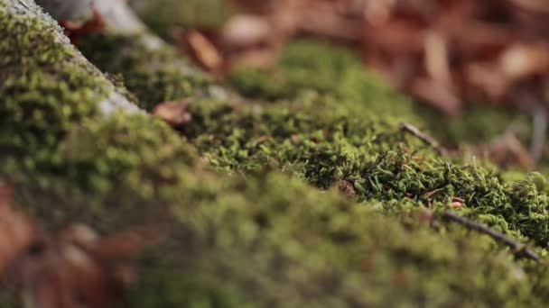 Grünes Moos wächst an einem alten Baum im Buchenwald. Makroschießen — Stockvideo