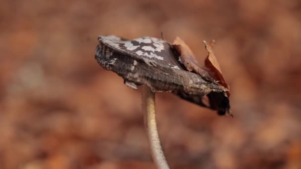 El hongo silvestre crece en el suelo en un bosque de hayas en otoño. Disparos macro — Vídeo de stock