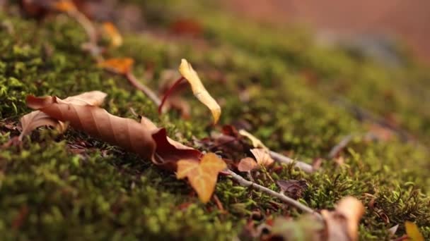 Green moss grows on an old tree with yellow leaves on it in national park. Macro — Stock Video