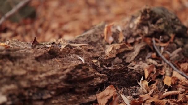 Gedroogde oude omgevallen boom in een beukenbos op de grond in droge bladeren in de herfst — Stockvideo